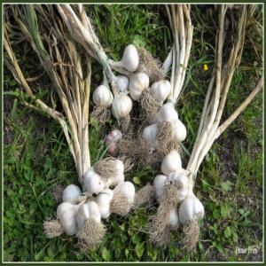  L'ail - fruits et légumes l'ail premier choix du terroir d'alg&eacute;rie tri&eacute;,  calibr&eacute; et nettoyer avec des quantit&eacute;s  sous emballage de votre choix illimit&eacute; pendant toute l'ann&eacute;e 