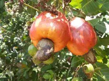  Noix De Cajou Et Graines De Soja - fruits secs et graines grillées poduits en grande quantité dans le centre du benin,  la noix de cajou et les graines de soja bénéficient d'un climat tropical unique qui leurs donne une saveur exquise...nous disposons actuellement de 10 tonnes en stock