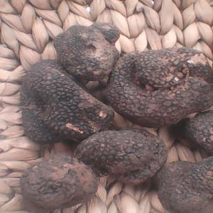  Truffe Volonte - champignon levure truffe a volontés je vis a bruxelles possibilités de faire beaucoup de chose uniquement truffe fresh--