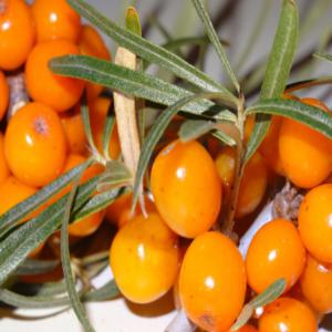  Producteur Baie D'argousier - fruits et légumes producteur d'argousier met en vente la production de fruits de 2017. notre entreprise s'engage toujour dans des partenariats durables et de confiances! nous parlons france,  anglais,  roumain.