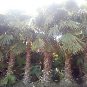  Palmier De Décoration Maroc - horticulture plante biocarburant bonjour --societe basée au maroc met en vente plus de 50000 palmier de décoration--whashinton . merci 