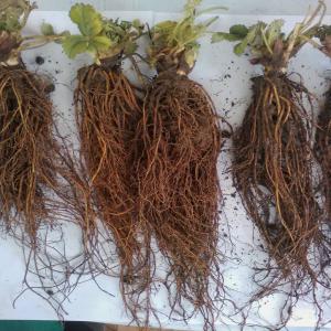  Recherche Partenaire Ou Distributeur En Afrique - semence graine plant nous somme une pépinière tunisienne de renommée internationale; nous produisons des arbres fruitiers,  des semences de pomme de terre et des plants de fraisiers.--nous somme à la recherche d'un partenaire ou distributeur sérieux pour le développement de nos p