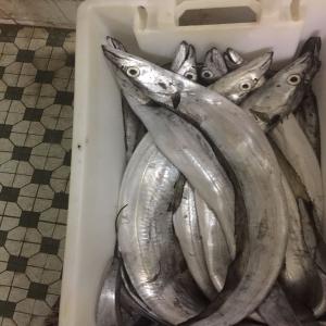  Offre De Poissons Ceinture (ribbon Fish) - poissons nous offrons vente des poissones sabre ceinture ribonfish toutes tailles requise disponible grade a,  b ,  et hgt --nous avons des usines évoluant dans le domaine de peche basé a mauritanie au (conditionnement, congélations import export) de produits halieutique. --nous avons des r