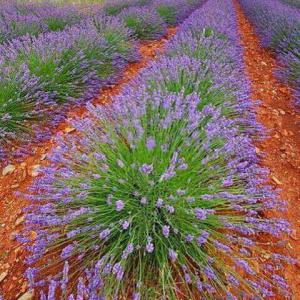  Vente De Lavande Sous Forme De Grains - épices aromates cherche acheteur pour lavande  sous forme de graine dans des sacs de 20kg récolte 2017.--de grande qualité region moyen atlas maroc--quantité 30 tonnes 