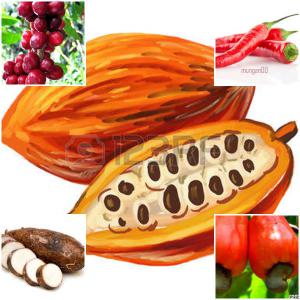  Bon Atiéké Ivoirien Nourrissant - café cacao thé --objectif- vente des produits agricole comme le cacao café anacarde et le vivriers(huile de palme, beurre de karité, gemginbre,  piments....)--spécialement l'attieke de côte d'ivoire conditionnement est de 60 j--piment bec d'oiseau sec et frai--la société se so