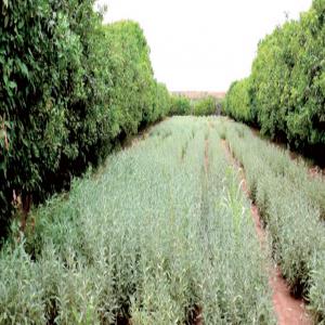  Huiles Végétale Et Essentielles Bio Cosmétiques - huiles leader dans le domaine de l aromath&eacute;rapie et phytoth&eacute;rapie avec une multitude de produits bio d origine maroc.--depuis plus de 15 ans,  nos produits sont cultiv&eacute;s dans nos p&eacute;pini&egrave;res,  conditionn&eacute;s dans nos unit&eacute;s et commercialis&eacute;s partout dans l