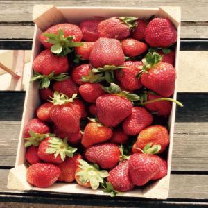  Plants De Fraisier De Qualité - fruits et légumes des plants de fraisiers vari&eacute;t&eacute; camarosa de bonne qualit&eacute;,  indemne de maladies et virus,  chevelure racinaire tr&egrave;s bien d&eacute;velopp&eacute;e.--trois calibre disponibles.