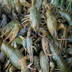 Live Crayfish - fish are you looking for supplier of live crayfish? if so,  please contact us.--we are company located in bulgaria and we have an opportunity to supply several tons per month by air with all package of documents and etc.