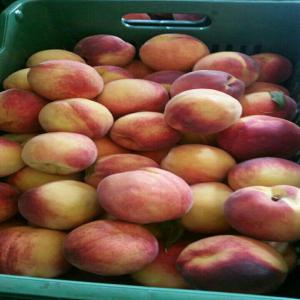  Recherche Clients Pour Fruits Et Legumes D'egypte - fruits et légumes nous vous proposons des fruits et legumes de producteurs egyptiens a des prix tres competitifs-  pasteques,  peches,  abricots,  prunes,  grenades,  choux,  oranges,  noix,  guayave ,  piment,  raisins blancs rouges noirs,   oignons blanc et rouge,  ail,  fraises,  citrouille,  mangues,  haricots,  olives, figues,  to