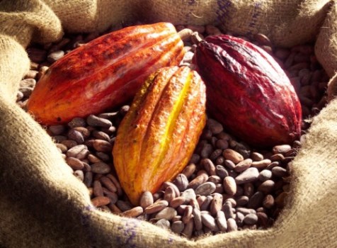  Vente De Cacao En Fèves - café cacao thé bonjour,  nous commercialisons des f&egrave;ves de cacao et des grains de caf&eacute; de qualit&eacute; d'origine cameroun. avec une vingtaine d'ann&eacute;es d'exp&eacute;rience dans ce--domaine,  nous assurons &agrave; nos partenaires de choix qui sont nos clients un service et une qualit&eacute; as