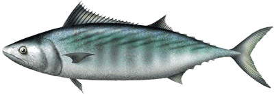  Nous Cherchons Un Client - poissons nous sommes une entreprise situé port autonome de dakar mol 10 de peche on a une capacité de fournir plus 50 tonnes de poissons par mois avec toutes les documentation --les espèces- thon rouget chinchard thon rouge sardielle etc  