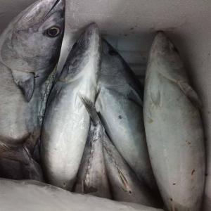  Vente Poissons Frais - poissons nous sommes une soci&eacute;t&eacute; tunisienne sp&eacute;cialiste en activit&eacute; d'export poisson frais qu'il soient sauvage ou d'aquaculture d'origine m&eacute;diterran&eacute;enne en particulier tunisienne . nous disposons &eacute;galement de nos propres bureaux &agrave; tunis de meme qu'un 
