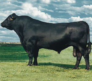  Vente De Viande De Bœuf Congelée Sous Vide. - viandes et oeufs production d'amérique du sud de qualité en termes de gras et de tendresse liée à l'âge d'abattage de broutard. --la viande est désossée ensuite congelé par catégorie et enfin mise sous vide afin de garantir une qualité de conservat
