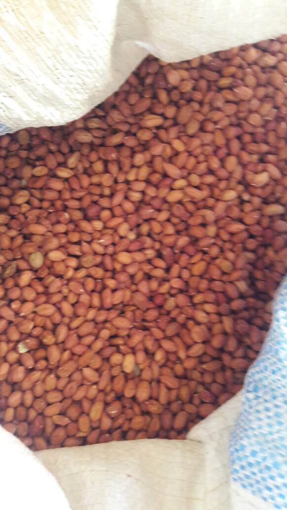  Arachide Sénégalais 55/73 En Stock - fruits secs et graines grillées nous recherchons des acheteurs pour vendre la meilleur qualité  d'arachide décortiquée et coque nouvelle récolte.--plus de 10.000 tonnes disponible à un prix intéressent.----