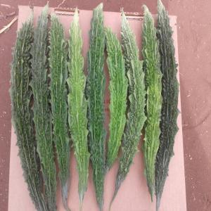  Commercialisation De La Gourde Amère - fruits et légumes nous sommes une entreprise de production , conditionnement et exportation de fruits et l&eacute;gumes nous disposons d'une quantit&eacute; de la gourde am&egrave;re qui  d&eacute;truit les cellules canc&eacute;reuses pancr&eacute;atiques et est tr&egrave;s b&eacute;n&eacute;fique pour les diab&eacute