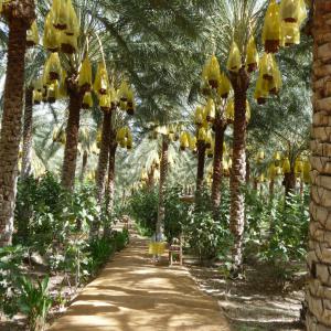  Dattes Algerie - fruits et légumes a la prochaine de la saison de la datte algerien nous propose notre service de réservation le produit et la quantité  devant la collection . pour plus des information contacté nous .merci 