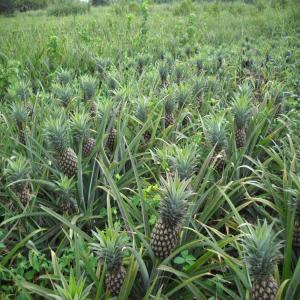  Recherche Partenaire Pour La Vente D'ananas - fruits et légumes salut --nous sommes une société béninoise spécialisé dans la production- d'ananas bio,  la mangue,  l'orange, et le banane à grande quantité. nous sommes capable actuellement de vous fournir jusqu'à 200 tonnes que sa soit- l'ananas,  la mangue,  le 
