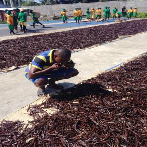  Vanille Madagascar - épices aromates notre entreprise  prépare avec le méthode traditionnelle et vend  la vanille bourbon.  pour chaque client,  nous pouvons fournir la qualité noire,  rouge et cuts dans la quantité désirée, --meme avec les livraisons 2018 .