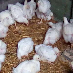  Aviculture En Plein Air - viandes et oeufs elevage de poulet ,   sous direction belge,   en liberte en roumanie,  vends animals vivants --- ross 308 et ranger ( poulet de chair colore) – a partir de  5 euro/ piece/ fob (poids entre 500-700 gr) race viandeuse;--- kabir / cou nue de transylvanie / plymouth barak- a partir de 7 euro/ piece/ fob (p