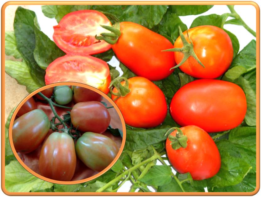  Semences Hybride Tomate F1 - fruits et légumes semence  hybride f1 tomate industrielle maya--- bonne résistance à la chaleur et aux attaques de parasites--- rendement élevé--- fruit savoureux et rouge----