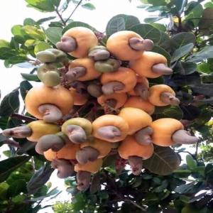  Recherche Clients Acheteur - céréales dans le cadre de sa campagne de commercialisation de ces stocks de soja et maïs,  l'entreprise romari-negoce recherche des partenaires acheteurs de soja et de maïs livré à cotonou,  les personnes intéressé sont prié de nous contacter par une lettre de commande,  ou de