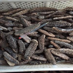  Concombre De Mer En Provenance Du Maroc - poissons société installée à casablanca vous propose à l'export le concombre de mer.--le maroc venant récemment d'autoriser son export.--produit travaillé avec sérieux pour un résultat de très bonne qualité.--pour les acheteurs fran