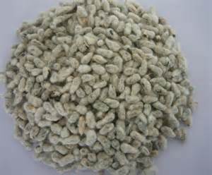  Graines De Coton - semence graine plant meilleur graines de coton du benin un million de tonne cette année avec un conditionnement et caractéristiques sans trop de moisissure et humidité.