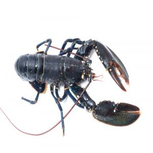  Fournisseur Coquillages/crustacés Cherche Clients - coquillage crustacé distributeur de fruits de mer international de premier plan situé à plougasnou (bretagne,  france),  l'entreprise est spécialisée dans les coquillages et crustacés.----notre société se concentre avant tout sur la fourniture de tourteaux et de homards br