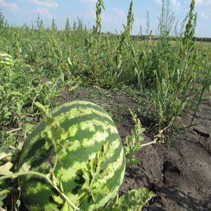 Vente Production Pasteques -douala-cameroun - fruits et légumes nous somme une exploitation agricole camerounaise  spécialisée dans la production de fruits et légumes   frais. nous disposons d'une bonne quantité de pastèques à un prix très compétitifs (400 cfa/kg ou 0.6 euro/kg).  nous cherchons des acheteu