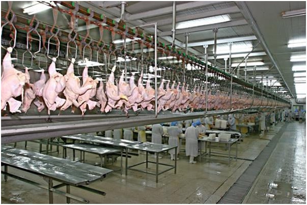  Halal Whole Frozen Chicken - meat and eggs origin - denmark / thailand / brazil----certification of manufacturer- haccp/gmp/bcs/iso 2001/hallal/kosher----certification - halal----specifications----grade a halal whole frozen chicken----without giblets----washed,  clean and fresh----plucked----no black spots----drained of blood----no bruises---