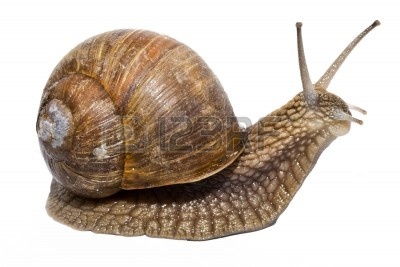  Escargots Wholesale Helix Aspersa Maxima - live animals minimum order  - 1 500 kg. --transportation in tracks - delivery 0.20 - 0, 40 eur per kg--country of origin - bulgaria--please contact us if you have any questions.--