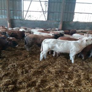  Veaux D'engraissemnt - animaux vivants veaux pour engraissemnt d'origine portugal  disponible au maroc region de beni mellal  pour le pouds est de 320 kg  pour chaque animal 