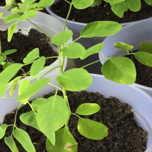  Arbres De Moringa Disponibles En France - horticulture plante biocarburant bonjour, ----je suis producteur de moringa en france.--actuellement nous proposons à la vente 200 plants de moringa et 100 petits arbres à faire pousser.--nous proposerons dans quelques mois également des feuilles,  des graines et de l'huile de moringa.--la production est bio,  mai