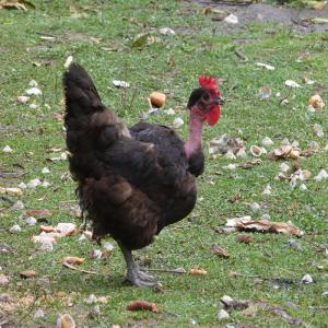  Vente De Poulet Et Dinde - animaux vivants notre entreprise possède deux élevages en air libre.--nous vendons ross,  cobb,  kabir,  redbro,  newred,  shaver et cou nu de transylvanie--poussins de 1 jour à partir de 0.95 euro.--avec un poids entre 500gr et 1000 kg (entre 5 et 7 semaines) à partir de 3 euro.--a sacrifie 
