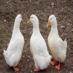  Vends Canards Et Oies - animaux vivants notre entreprise poss&egrave;de deux &eacute;levages en air libre.--nous vendons ross,  cobb,  kabir,  redbro,  newred,  shaver et cou nu de transylvanie--nous vendons canards p&eacute;kin d am&eacute;rique (star gl53 lourds)--caneton  de 1 jour &agrave; partir de 2 euros--entre 8 et 10 semaines &agrave;