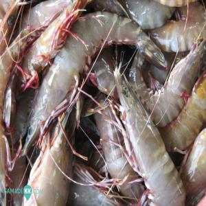 Vente De Crevettes Gambas Details Et En Gros - coquillage crustacé bonjour à tous,  --je vend des crevettes gambas  frais et de trés bonne  qualité  venant de la casamance,   --le kilo à 6000fcfa. --a partir de 50kg,  un prix forfaitaire de 4500fcfa peut etre appliqué.--délai de livraison 3jours pour commande > à 50 kg-