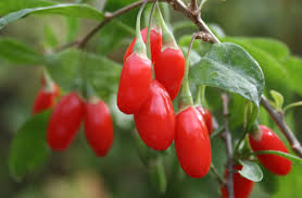  Recherche Plants De Goji Bio -> Ardèche - fruits et légumes bonjour, ----concernant une ouverture prochaine de ma production de goji je suis à la recherche d’environs 1250 plants bio de 2 ans d’âge. la production sera dans la région ardéchoise,  je recherche donc des plants au plus près.----en parallèle je cherche des g