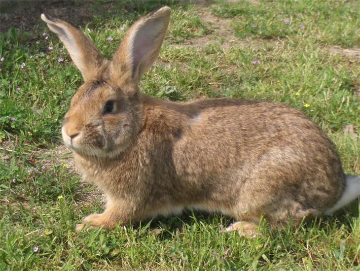  Cuniculture - animaux vivants jeune producteur en quete de client potentiel.--produisant 2500kgs/mois de lapin soit minimum 30tonnes l'annees
