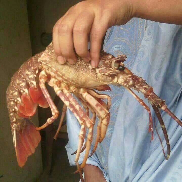  Languste De Mauritanie - poissons salut, je cherche langouste de mauritanie.je veux des grandes quantités chaque mois.                     merci