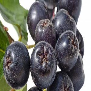  Nous Vendons Des Fruits Aronia - fruits et légumes nous vendons des fruits aronia.--quantités de 10 t--aronia (également connue sous le nom de aronia berry ou choke berry) s'est avérée etre l'un des antioxydants les plus puissants de la nature.--bon pour les jus ou les confitures.--j'attends que vous me contactez pour une