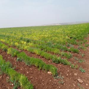  Terrain Titrés De 25 Hectares Vendre - mine terrain concession bonjour,  je mets en vente mon terrain agricole (pour toutes utilisations) d'une superficie totale de 254000 hectares situ&eacute; au environ de rabat.--pour plus d'informations veuillez contacter le numero afficher dans l'annonce 