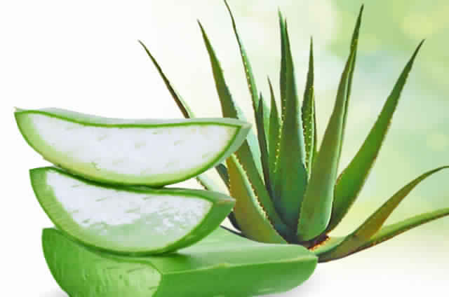  Vente Produit Naturel Base D'aloe Vera - matiere vegetale producteur des produits para et cosmétique naturels à base d’aloe vera. fabriqués précieusement à l’aide d’une pulpe d’aloe vera bio et fraîche,  nos produits respectent toutes les normes en vigueurs en termes de stabilisation et de conservation- pulpe d'aloe 