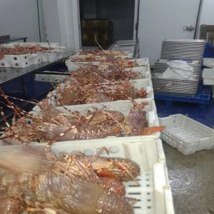  Langouste Rose Entier Et Queue Congélée - coquillage crustacé langoustes des oc&eacute;an atlantique    palinurus mauritanicus  congel&eacute;es enti&egrave;re avec un poids individuel variant entre 300 &agrave; 800 grammes exp&eacute;di&eacute;es par conteneurs reefer 20 ft de 8 tonnes net ou 40 ft de 16 tonnes net. - tarif monde n&eacute;gociables  la tonne 
