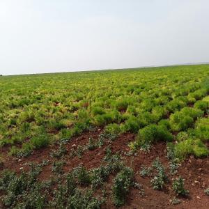  Terrain De 25 Hectares Titré Vendre - mine terrain concession bonjour,  je mets en vente mon terrain agricole (pour toutes utilisations) d'une superficie totale de 254000 m2 situ&eacute; au environ de rabat.--pour plus d'informations veuillez contacter le numero afficher dans l'annonce