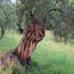  Huile Olive Bio Haute Qualité Région Grenade - huiles nous vendons une petite production de 1000 litres de très haute qualité d'huile d'olive bio certifiée,  produite au moulin dans le secteur de lanjaron connue pour ses eaux thermales (secteur grenade).--le conditionnement est réalisé en bouteilles plastique de 5 litr