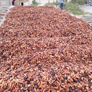  Cacao, Café Et Cajous De Qualité Très Bon Prix - café cacao thé nous vous proposons des f&egrave;ves de cacao et de caf&eacute; de tr&egrave;s bonne qualit&eacute;. --nos partenaire fournisseurs sont des f&eacute;d&eacute;rations de coop&eacute;ratives qui proposent des prix fob ou cif comp&eacute;titifs. --nous avons une capacit&eacute; de fourniture de---- plu