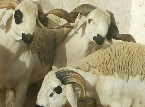  Mouton Sardi - animaux vivants a la recherche de la race sardi qui ce trouve au maroc  . pour élevage et croisement avec d'autres race. 