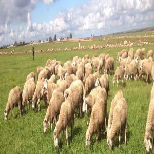  Eleveur Ovins Bovin Et Poulets - animaux vivants la coop&eacute;rative ,  coop&eacute;rative familiale existante depuis une trentaine d ann&eacute;es,  sp&eacute;cialis&eacute;e dans l agriculture et l &eacute;levage des ovins (moutons sardis) et bovin (veau et g&eacute;nisse).--notre ferme situ&eacute;e &agrave; sidi hajjaj (settat) &agrave; 90  km