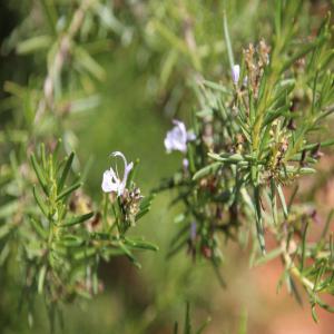  Cherche Producteur D'huile Essentielle En Algérie - huiles je cherche des producteurs d'huile essentielle en algérie,  actif ou en projet pour partenariat. j'apporte conseil technique et développement commercial