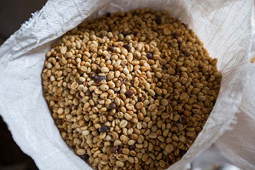 Café Vert Robusta Certifié Bio - café cacao thé nous sommes producteurs de café vert robusta certifié bio ecocert,  à manakara,  madagascar.--grade 16+,  14+,  café lavé et nature--